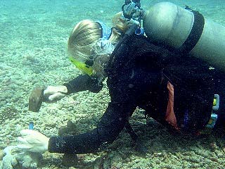 collecting corals