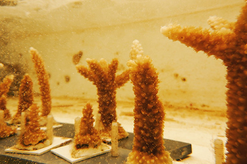 Coral and Ocean Acidification Lab at the UM Rosenstiel School