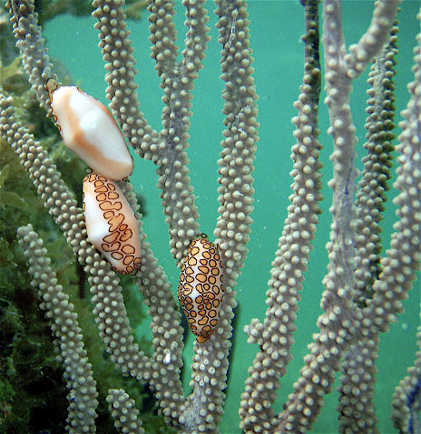 coral