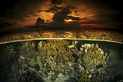 Marine Biology and Ecology